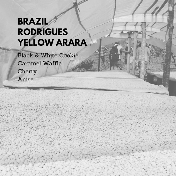Brazil Rodrigues Yellow Arara