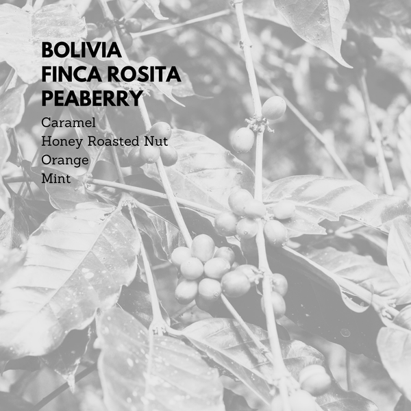 Bolivia Finca Rosita Peaberry