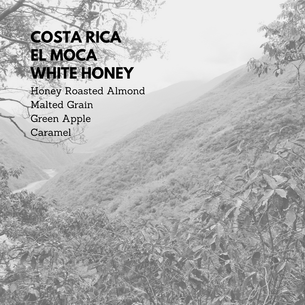 Costa Rica El Moca White Honey