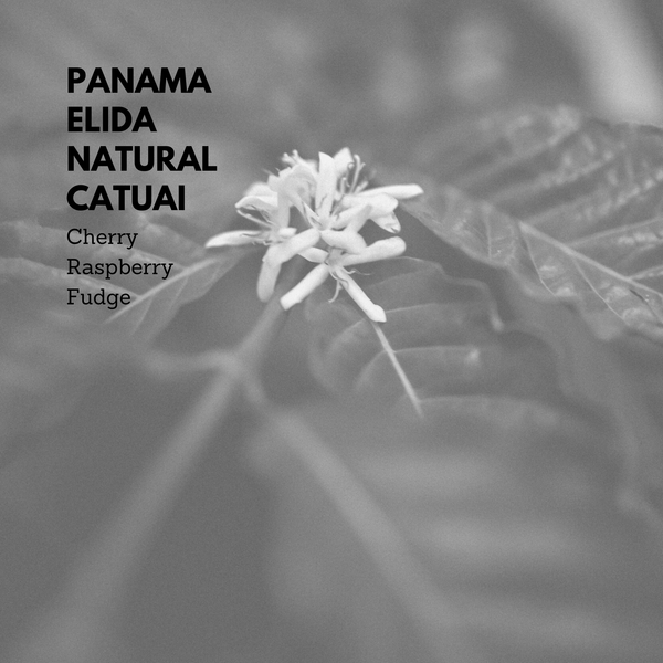 Panama Elida Natural Catuai