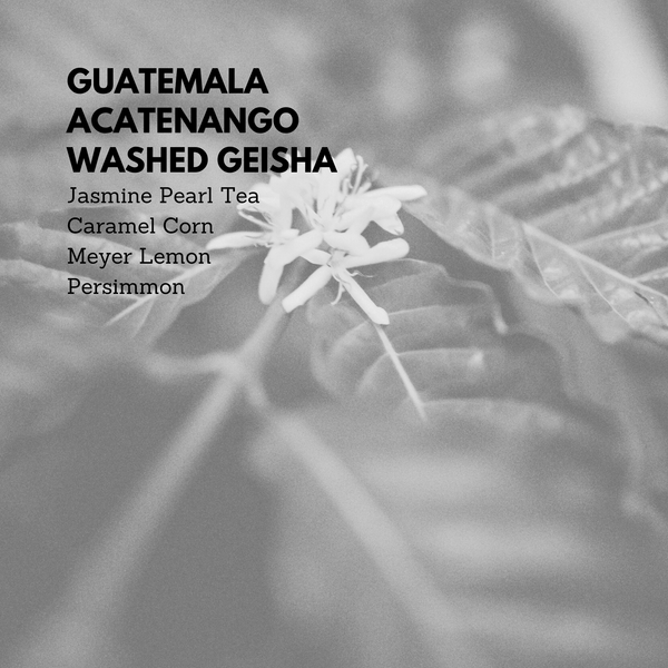Guatemala Acatenango Washed Geisha