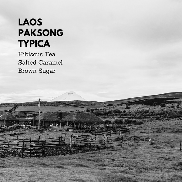 Laos Paksong Typica