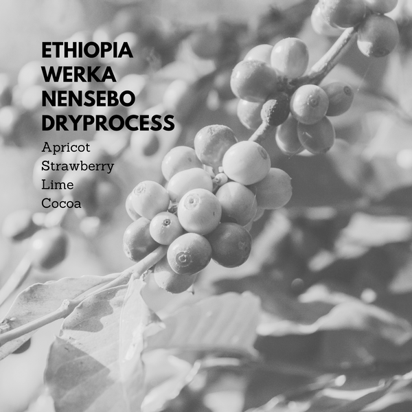 Ethiopia Werka Nensebo Dry Process